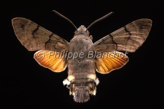 macroglossum stellatarum.JPG - Macroglossum stellatarumMoro sphinx ou Sphinx du caille-laitHummingbird Hawk-MothLepidoptera, SphingidaeFrance